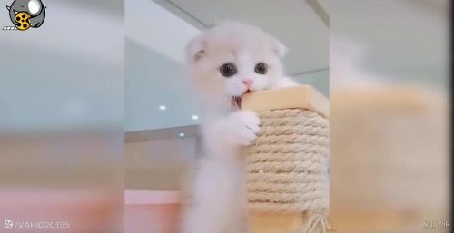  عکس گربه گوگولی واقعی