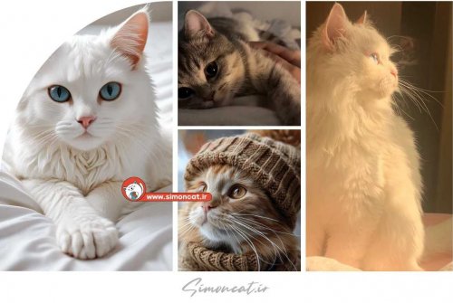 عکس گربه واقعی در خیابان