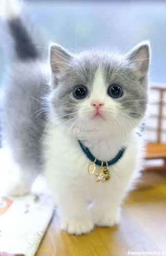 عکس گربه واقعی در خیابان