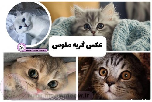 عکس گربه واقعی در خیابان