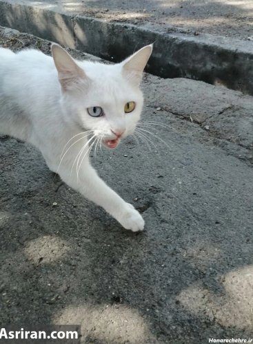 عکس گربه واقعی در خیابان
