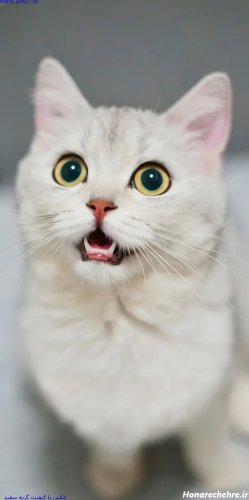 عکس گربه واقعی در خیابان