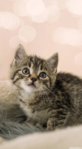 عکس گربه واقعی در خیابان