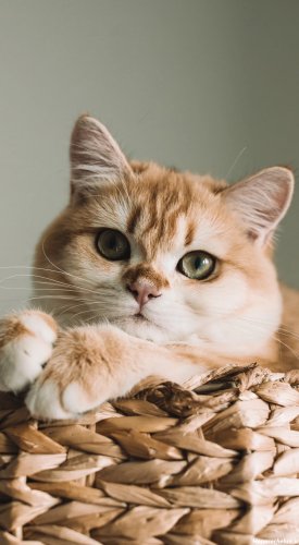 عکس گربه واقعی در خیابان