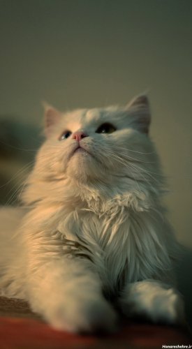 عکس گربه واقعی در خیابان