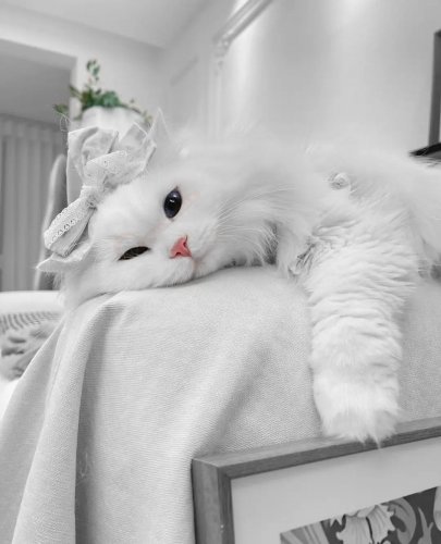  عکس گربه